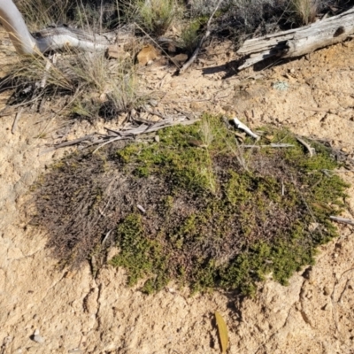 Dodonaea procumbens (Creeping Hop-bush) at Bobundara, NSW - 12 May 2023 by trevorpreston