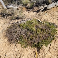 Dodonaea procumbens (Creeping Hop-bush) at Bobundara, NSW - 12 May 2023 by trevorpreston