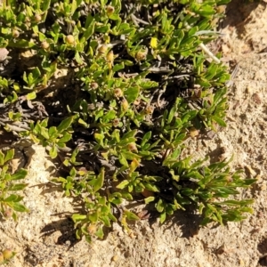 Dodonaea procumbens at Bobundara, NSW - suppressed