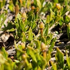 Dodonaea procumbens at Bobundara, NSW - suppressed