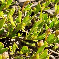 Dodonaea procumbens at Bobundara, NSW - 12 May 2023