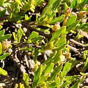 Dodonaea procumbens at Bobundara, NSW - 12 May 2023