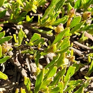 Dodonaea procumbens at Bobundara, NSW - suppressed