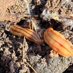 Anzoplana trilineata (A Flatworm) at Bobundara, NSW - 12 May 2023 by trevorpreston