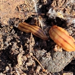 Anzoplana trilineata at Bobundara, NSW - 12 May 2023