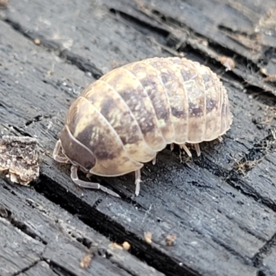 Armadillidium vulgare (Slater bug, woodlouse, pill bug, roley poley) at Bobundara, NSW - 12 May 2023 by trevorpreston