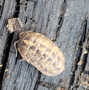 Armadillidium vulgare at Bobundara, NSW - 12 May 2023