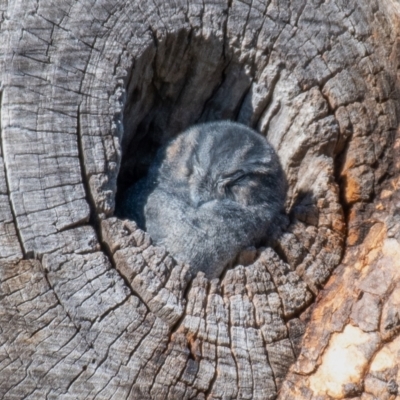 Aegotheles cristatus (Australian Owlet-nightjar) at Cooleman Ridge - 9 May 2023 by Chris Appleton