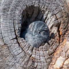 Aegotheles cristatus (Australian Owlet-nightjar) at Chapman, ACT - 9 May 2023 by Chris Appleton
