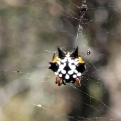 Austracantha minax (Christmas Spider, Jewel Spider) at Bobundara Nature Reserve - 12 May 2023 by trevorpreston