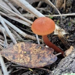 Unidentified Cap on a stem; gills below cap [mushrooms or mushroom-like] at Bobundara, NSW - 12 May 2023 by trevorpreston