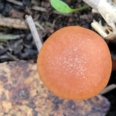 Laccaria sp. at Bobundara Nature Reserve - 12 May 2023 11:51 AM