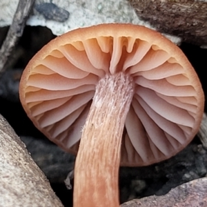 Laccaria sp. at Bobundara Nature Reserve - 12 May 2023