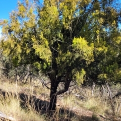 Exocarpos cupressiformis (Cherry Ballart) at Bobundara, NSW - 12 May 2023 by trevorpreston