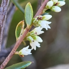 Monotoca scoparia (Broom Heath) at Bobundara, NSW - 12 May 2023 by trevorpreston