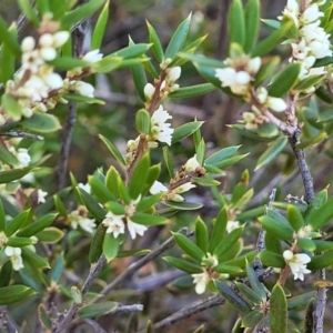 Monotoca scoparia at Bobundara, NSW - 12 May 2023