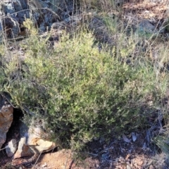 Monotoca scoparia at Bobundara, NSW - 12 May 2023