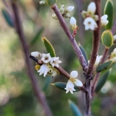 Monotoca scoparia at Bobundara, NSW - 12 May 2023