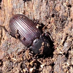 Meneristes australis (Darking beetle) at Bobundara, NSW - 12 May 2023 by trevorpreston