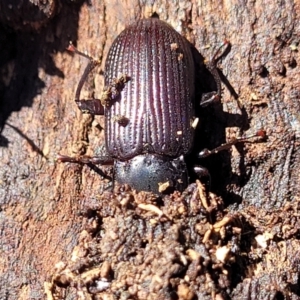 Meneristes australis at Bobundara, NSW - 12 May 2023