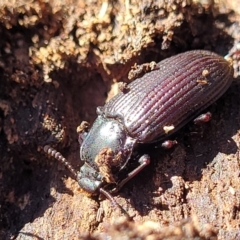 Meneristes australis at Bobundara, NSW - 12 May 2023