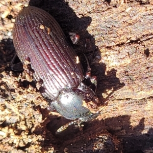 Meneristes australis at Bobundara, NSW - 12 May 2023