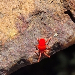 Trombidiidae (family) (Red velvet mite) at Bobundara, NSW - 12 May 2023 by trevorpreston