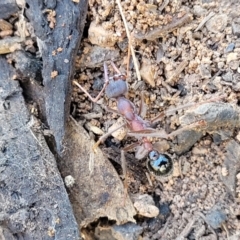 Myrmecia sp. (genus) (Bull ant or Jack Jumper) at Bobundara Nature Reserve - 12 May 2023 by trevorpreston