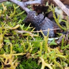 Cladia sp. (genus) at Bobundara, NSW - 12 May 2023