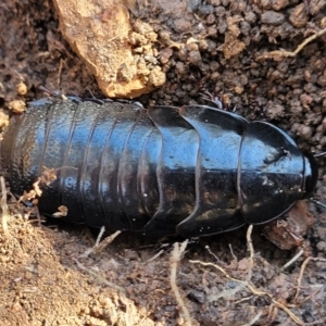 Panesthia australis at Bobundara, NSW - 12 May 2023