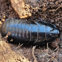 Panesthia australis (Common wood cockroach) at Bobundara, NSW - 12 May 2023 by trevorpreston