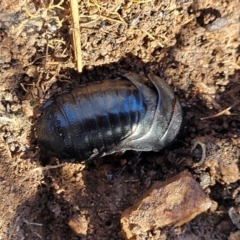 Panesthia australis at Bobundara, NSW - 12 May 2023