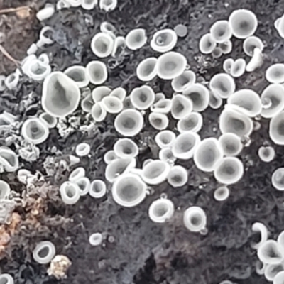 zz – ascomycetes - apothecial (Cup fungus) at Bobundara Nature Reserve - 12 May 2023 by trevorpreston