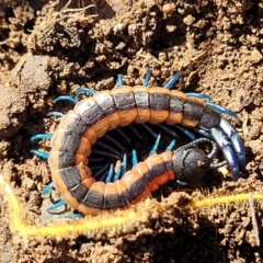 Scolopendra laeta (Giant Centipede) at Bobundara, NSW - 12 May 2023 by trevorpreston