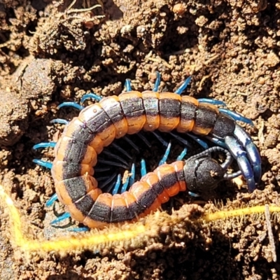 Scolopendra laeta (Giant Centipede) at Bobundara Nature Reserve - 12 May 2023 by trevorpreston