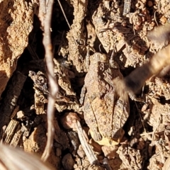 Tetrigidae (family) (Pygmy grasshopper) at Bobundara, NSW - 12 May 2023 by trevorpreston