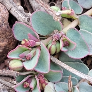 Euphorbia dallachyana at Bobundara, NSW - 12 May 2023 11:22 AM