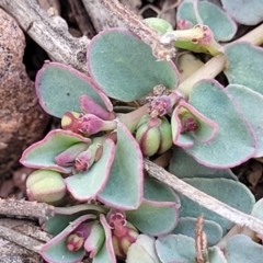 Euphorbia dallachyana (Mat Spurge, Caustic Weed) at Bobundara, NSW - 12 May 2023 by trevorpreston