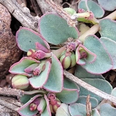 Euphorbia dallachyana (Mat Spurge, Caustic Weed) at Bobundara Nature Reserve - 12 May 2023 by trevorpreston