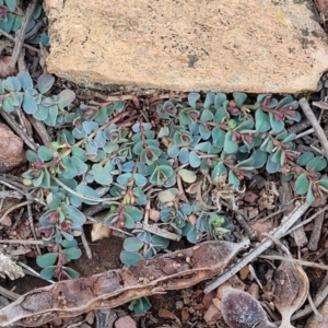 Euphorbia dallachyana at Bobundara, NSW - 12 May 2023