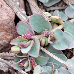 Euphorbia dallachyana at Bobundara, NSW - 12 May 2023 11:22 AM