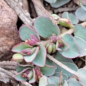 Euphorbia dallachyana at Bobundara, NSW - 12 May 2023