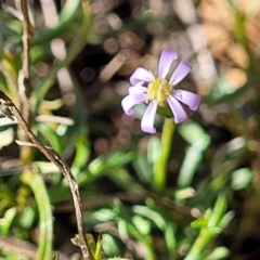 Vittadinia muelleri (Narrow-leafed New Holland Daisy) at Bobundara Nature Reserve - 12 May 2023 by trevorpreston