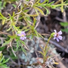 Vittadinia muelleri at Bobundara, NSW - 12 May 2023