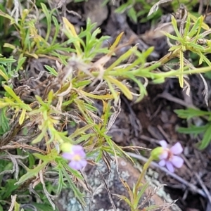 Vittadinia muelleri at Bobundara, NSW - 12 May 2023