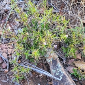 Vittadinia muelleri at Bobundara, NSW - 12 May 2023