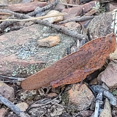 Goniaea australasiae (Gumleaf grasshopper) at Bobundara Nature Reserve - 12 May 2023 by trevorpreston