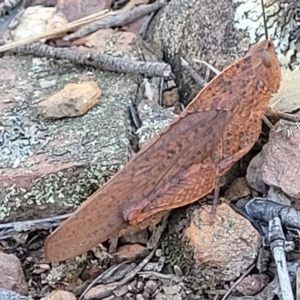 Goniaea australasiae at Bobundara, NSW - 12 May 2023 11:15 AM