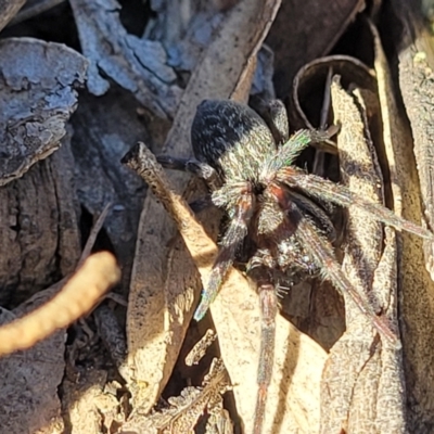 Badumna (genus) (Lattice-web spider) at Bobundara, NSW - 12 May 2023 by trevorpreston