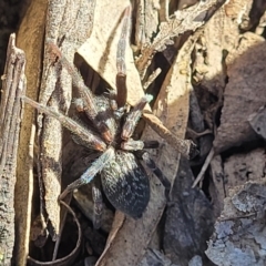 Badumna sp. (genus) at Bobundara, NSW - 12 May 2023